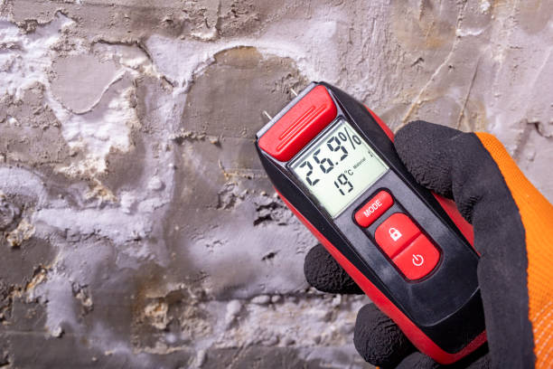 Best Mold Removal Company Near Me  in Park City, IL