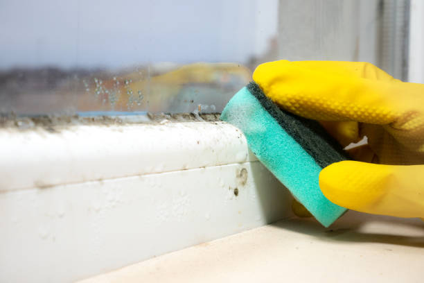 Best Residential Mold Removal  in Park City, IL