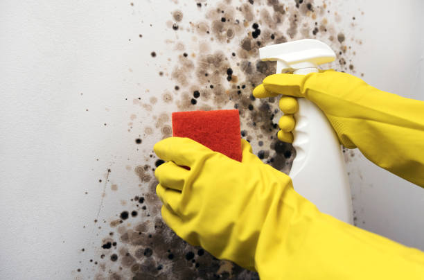 Best Best Mold Removal Companies  in Park City, IL